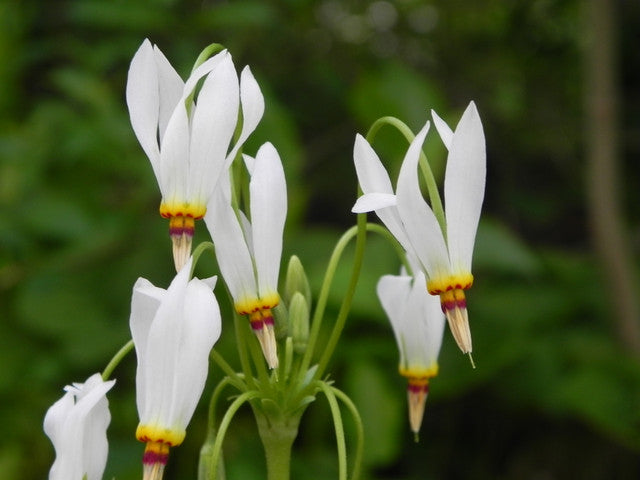 Dodecatheon