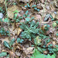 Downy rattlesnake orchid
