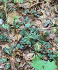 Downy rattlesnake orchid