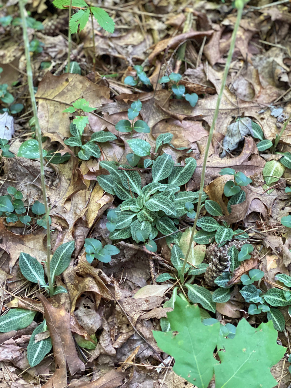 Downy rattlesnake orchid