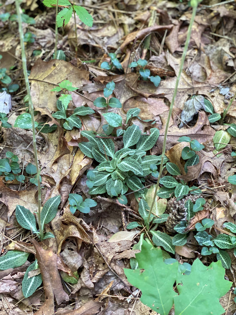Downy rattlesnake orchid