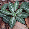 Downy rattlesnake plantain