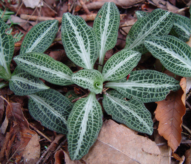Downy rattlesnake plantain