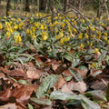 Erythronium americanum