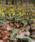 Erythronium americanum