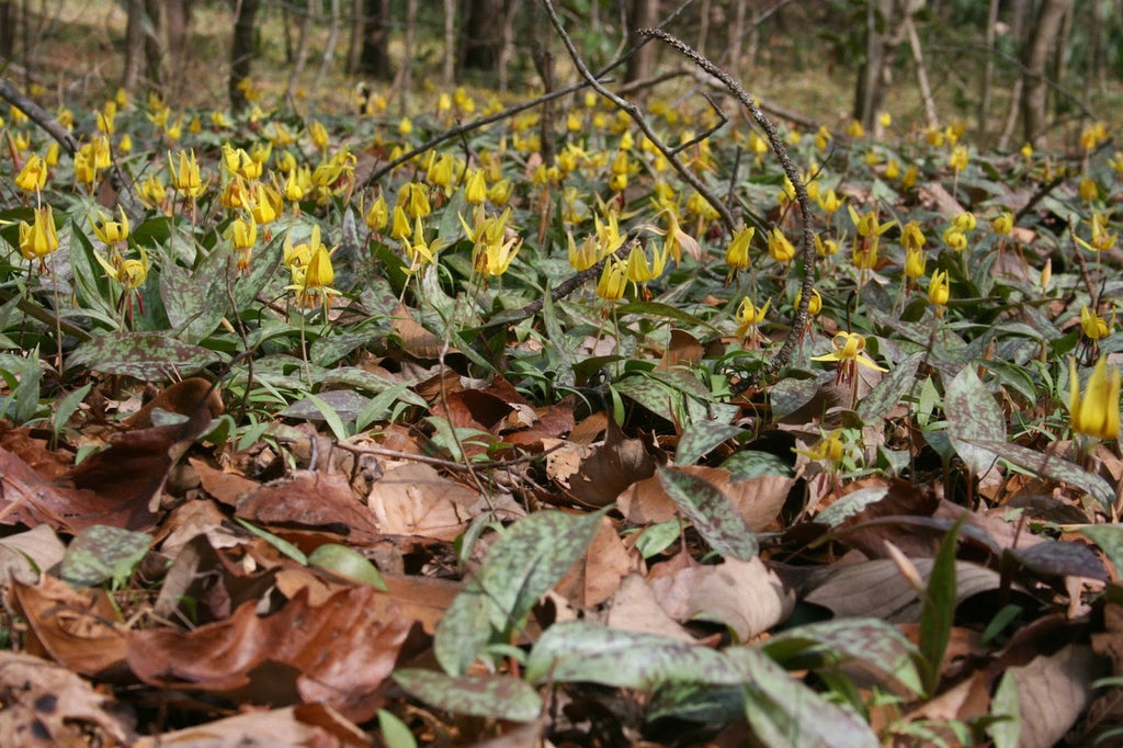Erythronium americanum