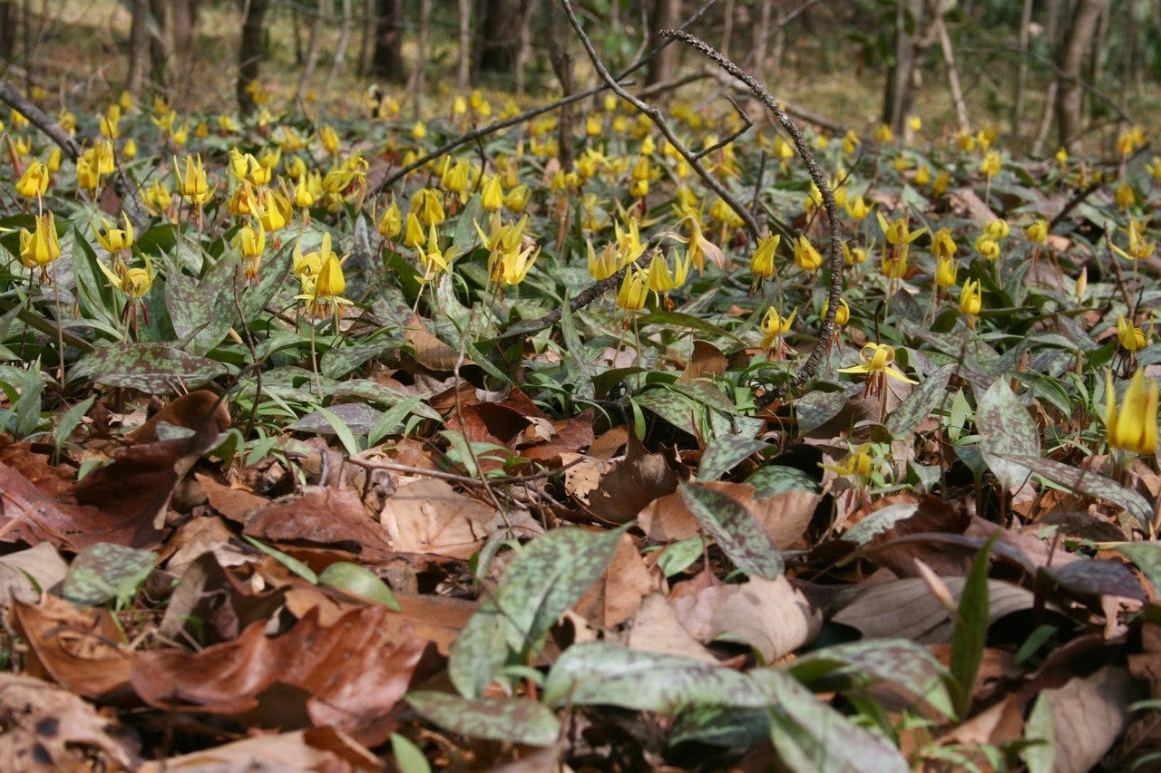 Erythronium americanum
