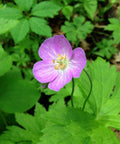 Geranium maculatum