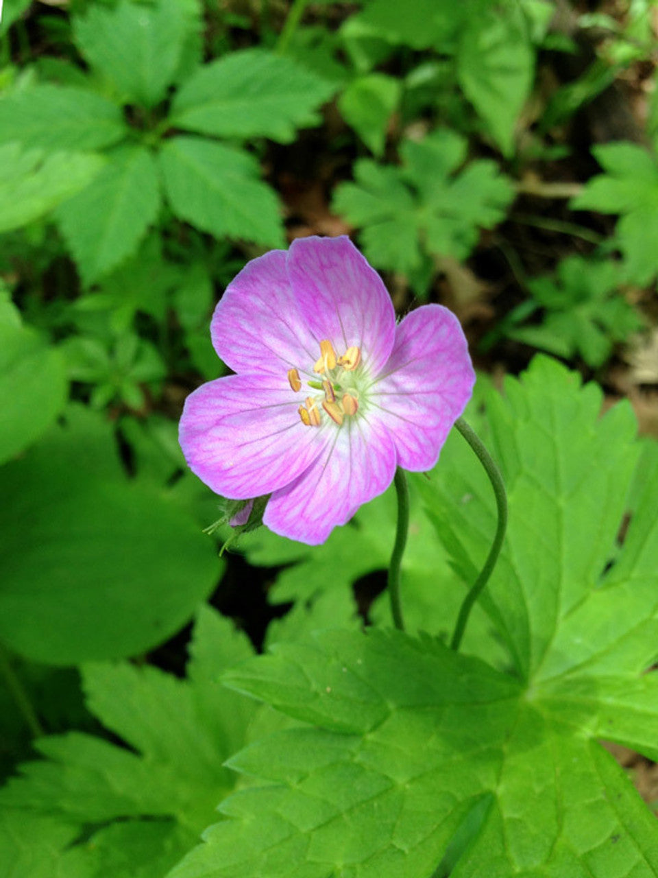 Geranium maculatum