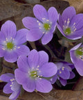 Hepatica nobilis