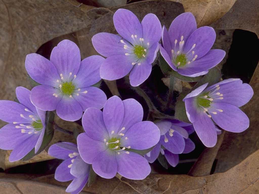 Hepatica nobilis