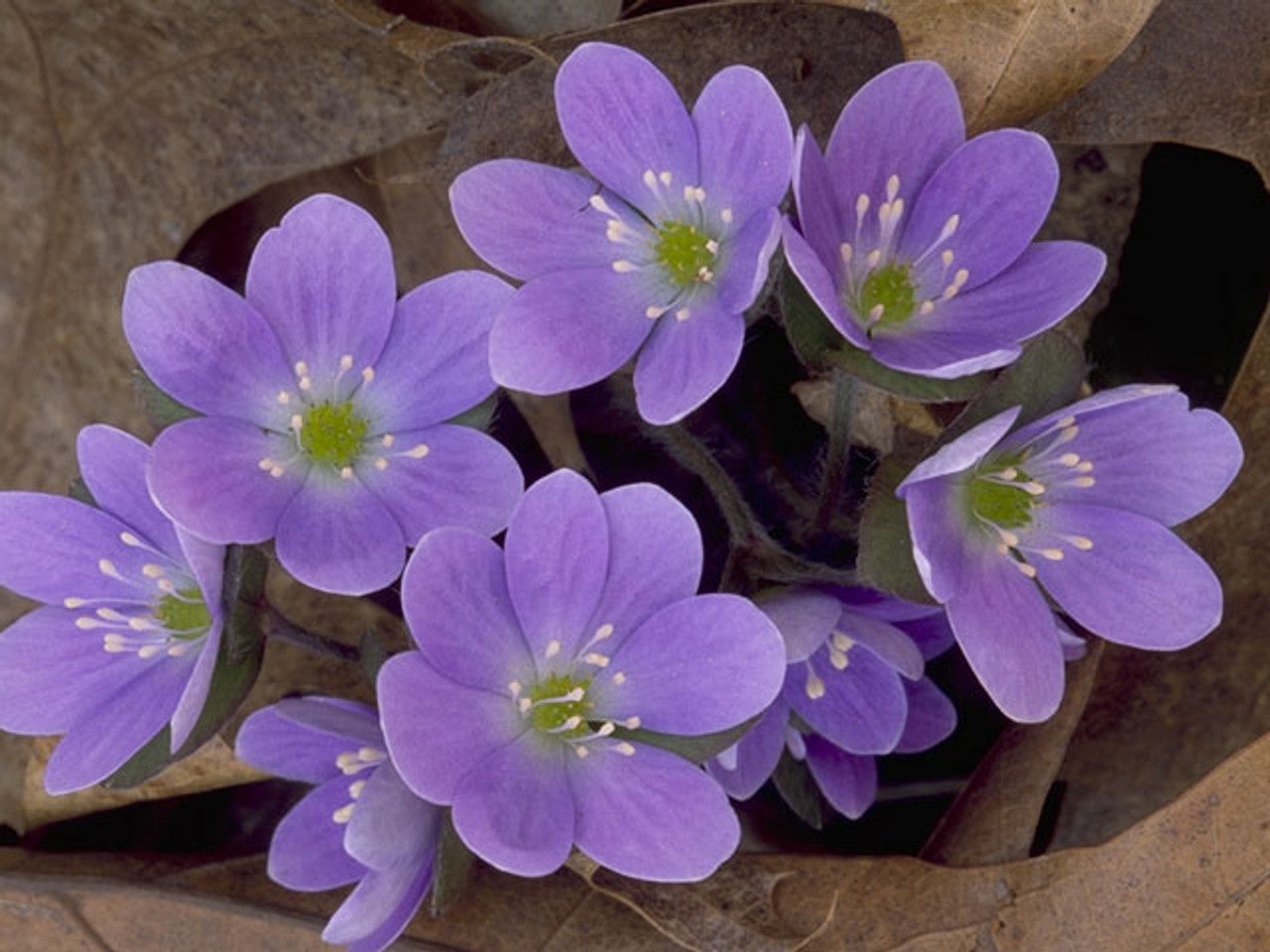 Hepatica nobilis