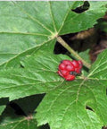 Hydrastis canadensis