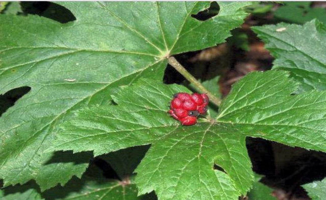Hydrastis canadensis