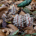 Pachysandra Procumbens