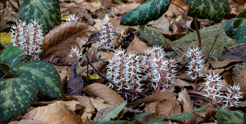 Pachysandra Procumbens