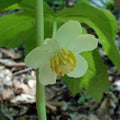 Podophyllum Peltatum