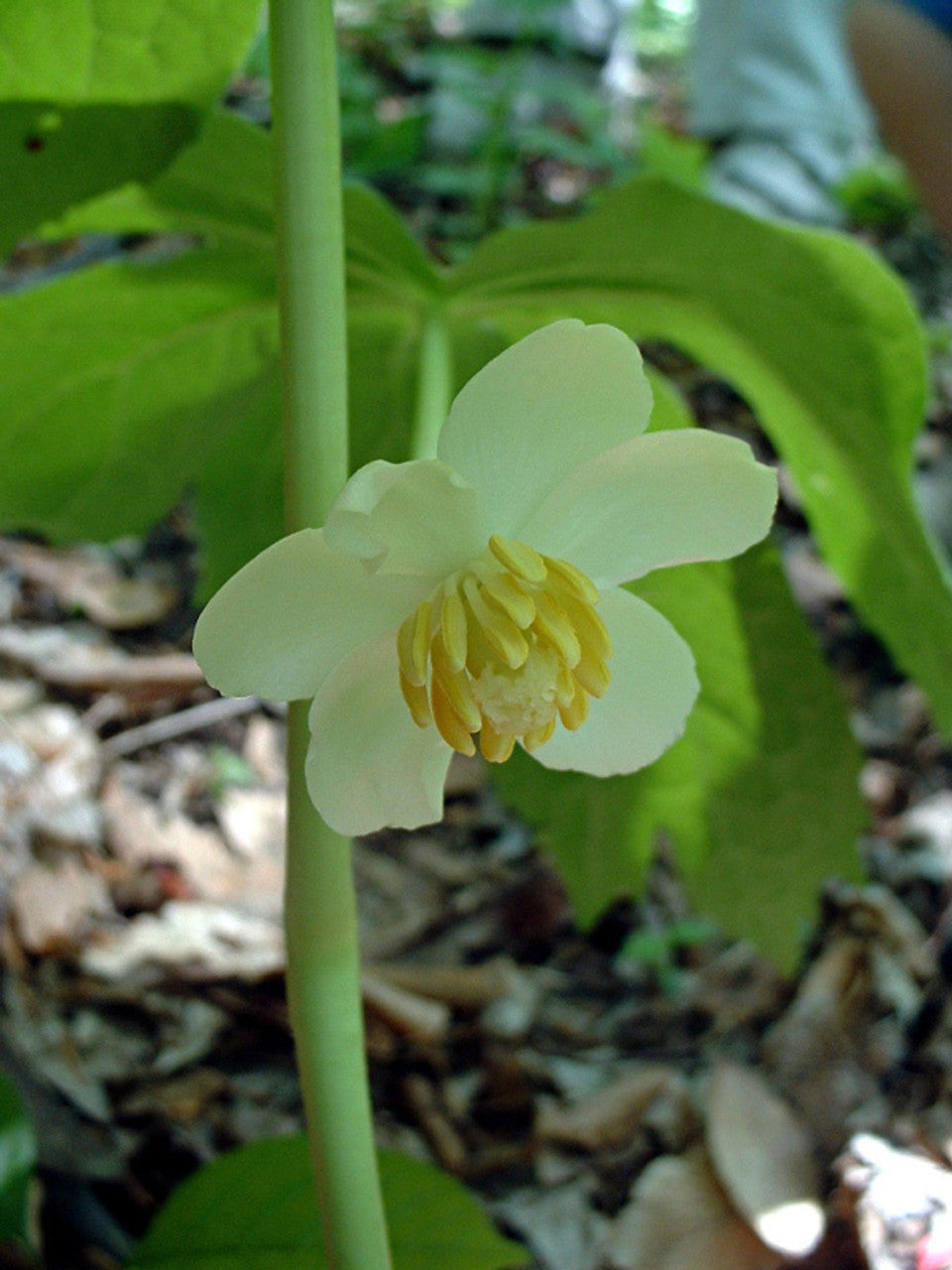 Podophyllum Peltatum