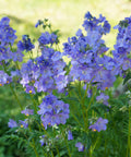 Polemonium