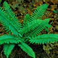 Polystichum acrostichoides