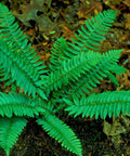 Polystichum acrostichoides