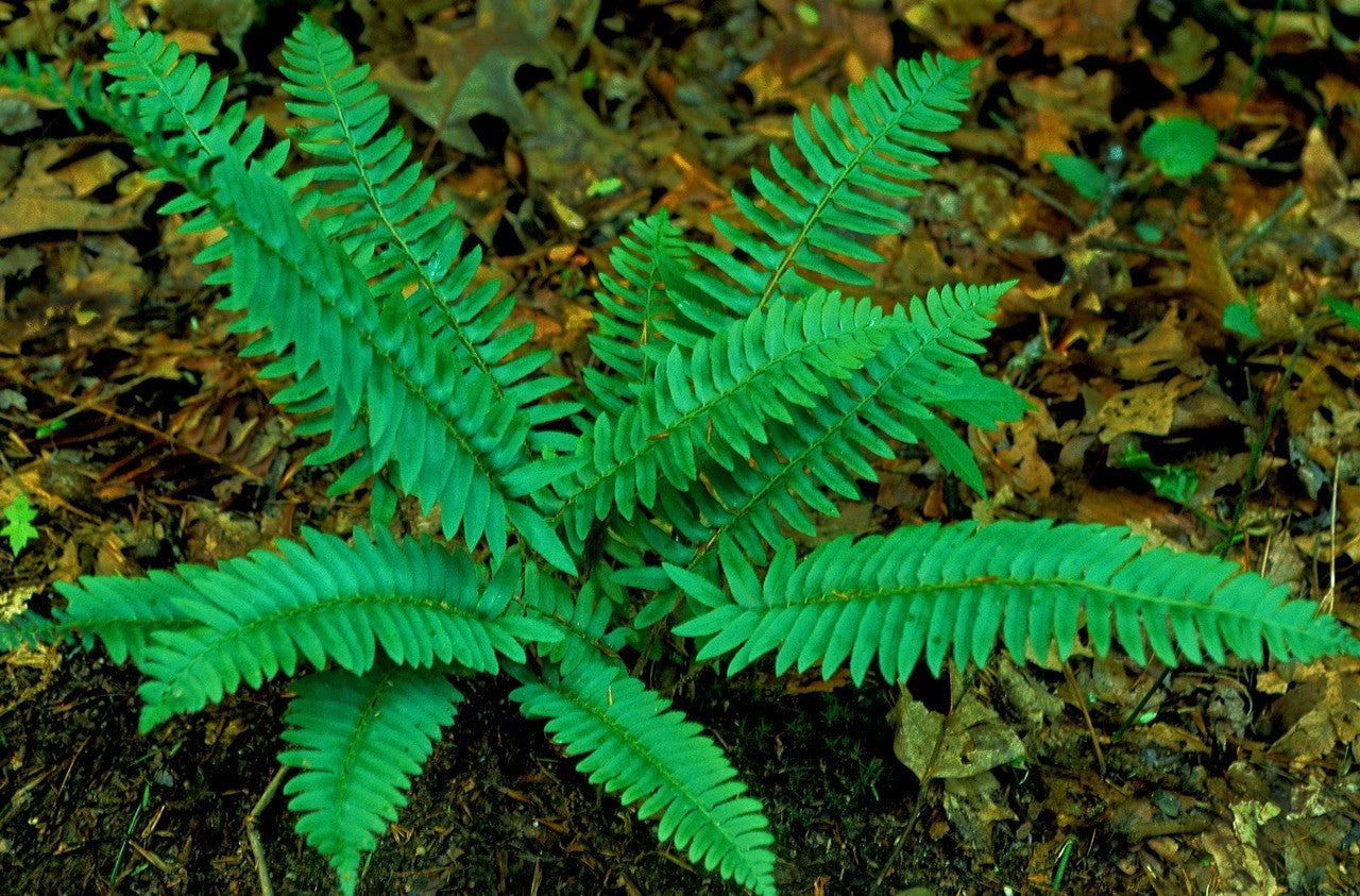 Polystichum acrostichoides