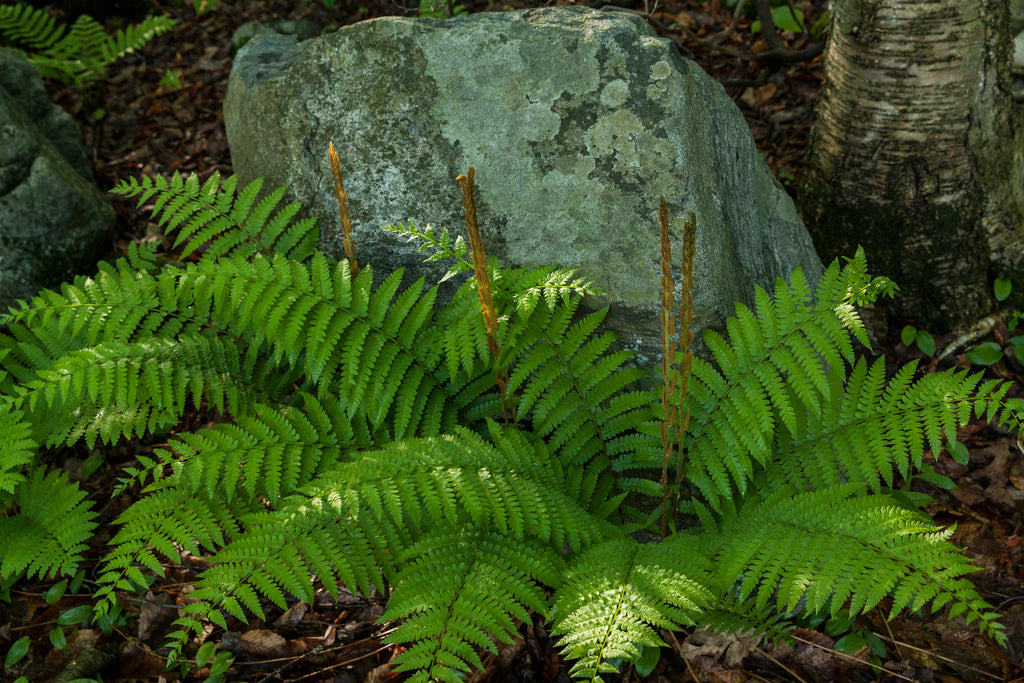 Polystichum acrostichoides
