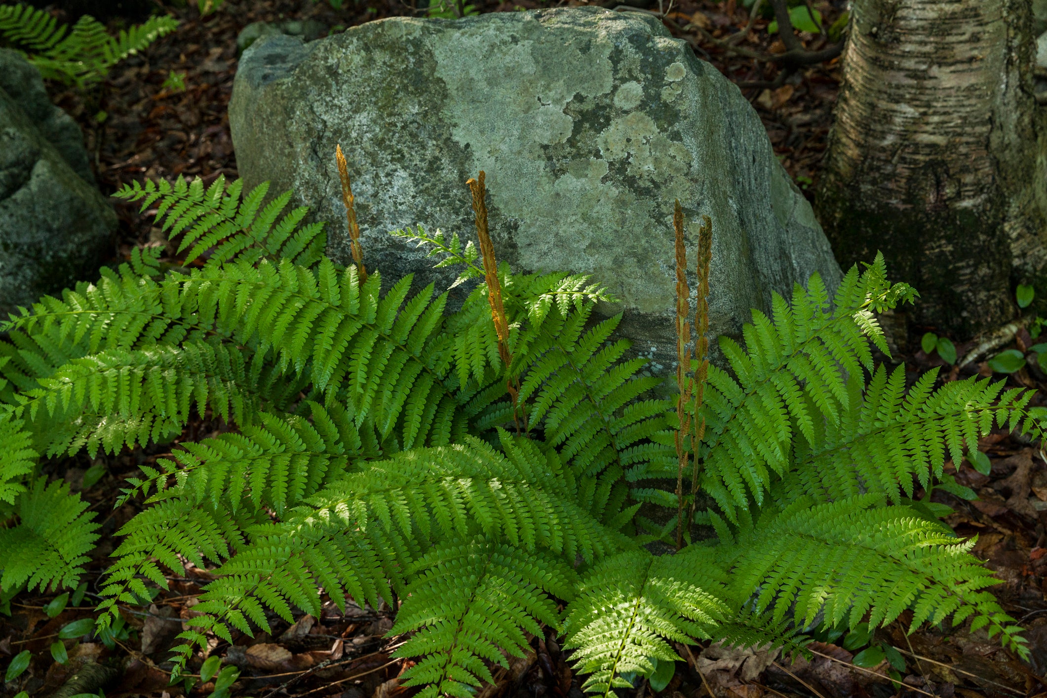 Polystichum acrostichoides