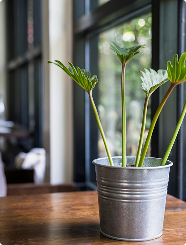 Spinulose Wood Fern test