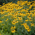Rudbeckia