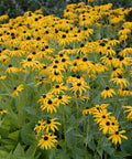 Rudbeckia