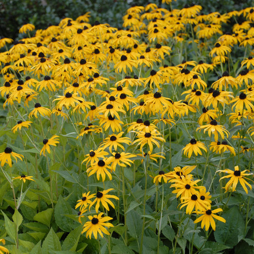 Rudbeckia