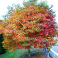 Sassafras tree