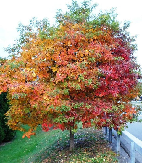 Sassafras tree