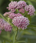 swamp milkweed