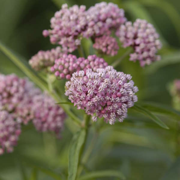 swamp milkweed