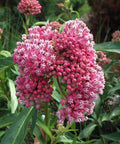 Swamp Milkweed