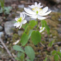 Thalictrum Thalictroides