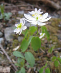 Thalictrum Thalictroides