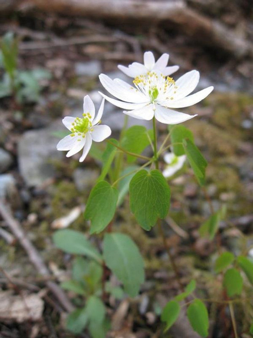 Thalictrum Thalictroides