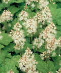 Tiarella Cordifolia