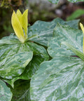 Trillium luteum