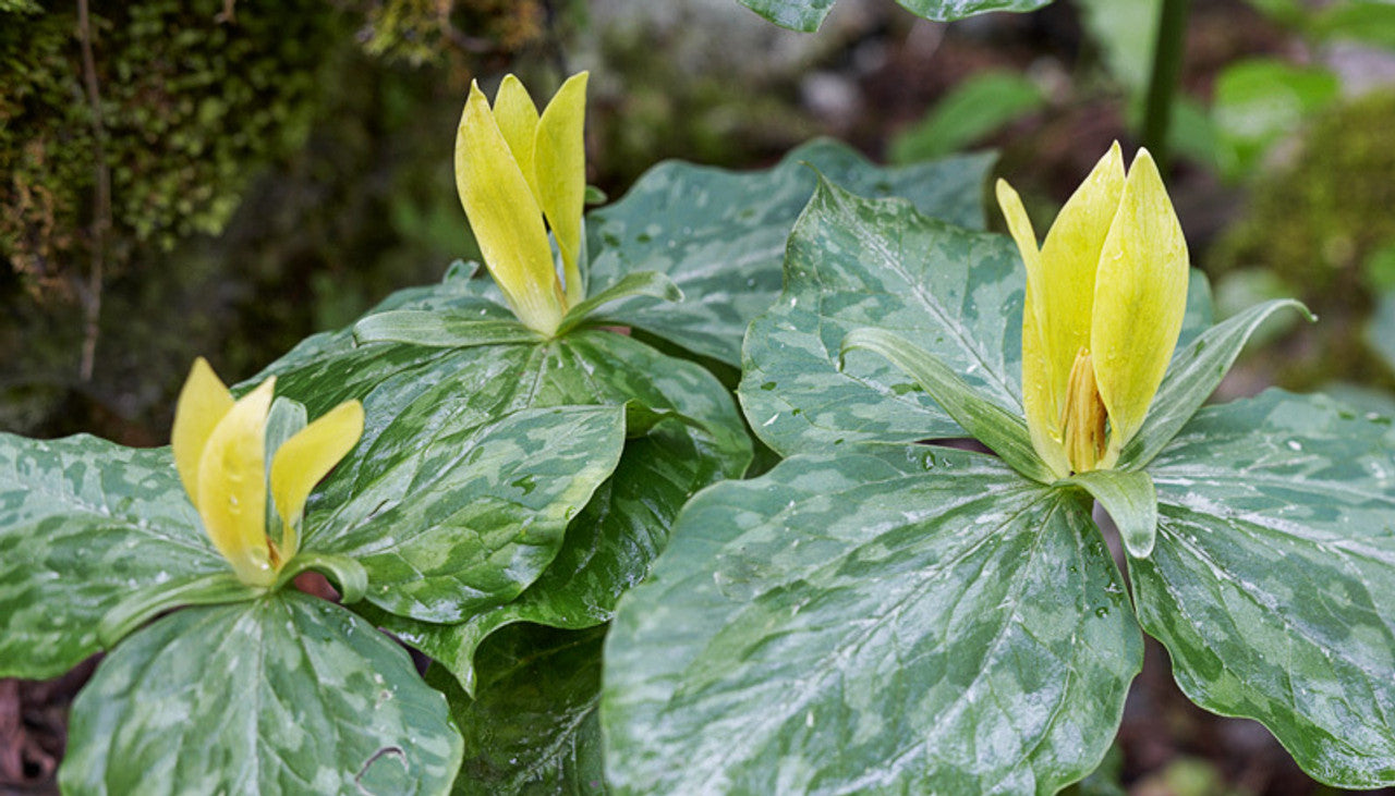 Trillium luteum