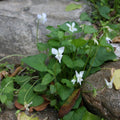 Viola canadensis