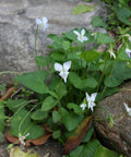 Viola canadensis