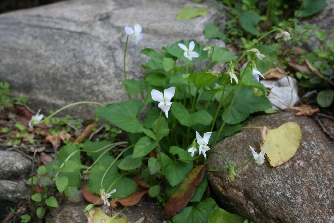 Viola canadensis