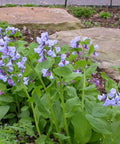 Virginia Bluebells