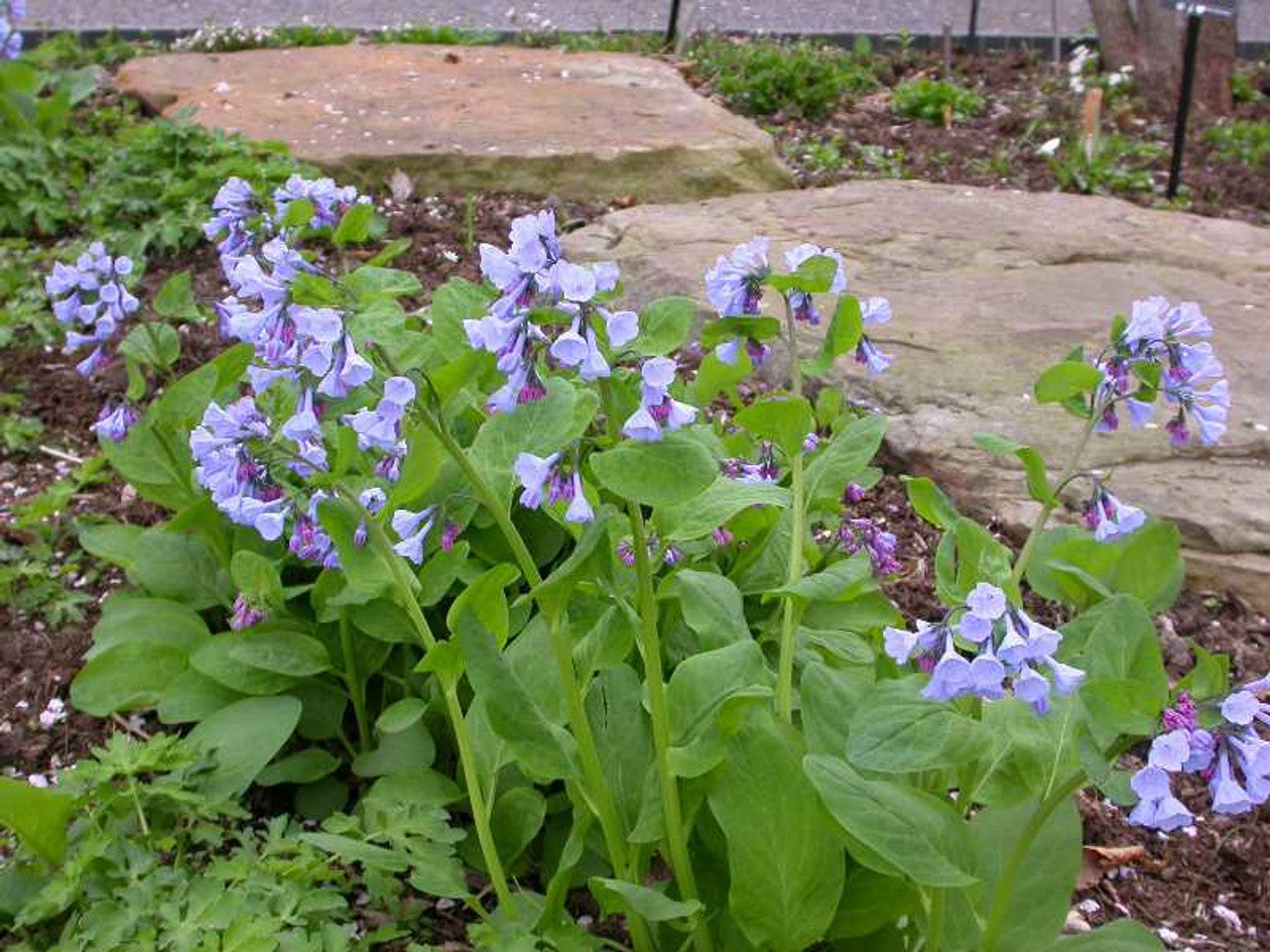 Virginia Bluebells