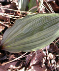 adam and eve orchid/ puttyroot