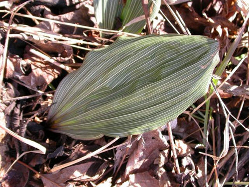 adam and eve orchid/ puttyroot